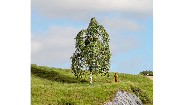 NO20121 Silver Birch Tree