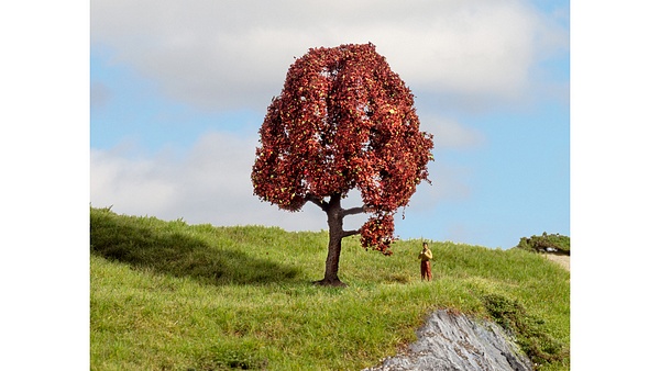 NO20151 Copper Beech Tree